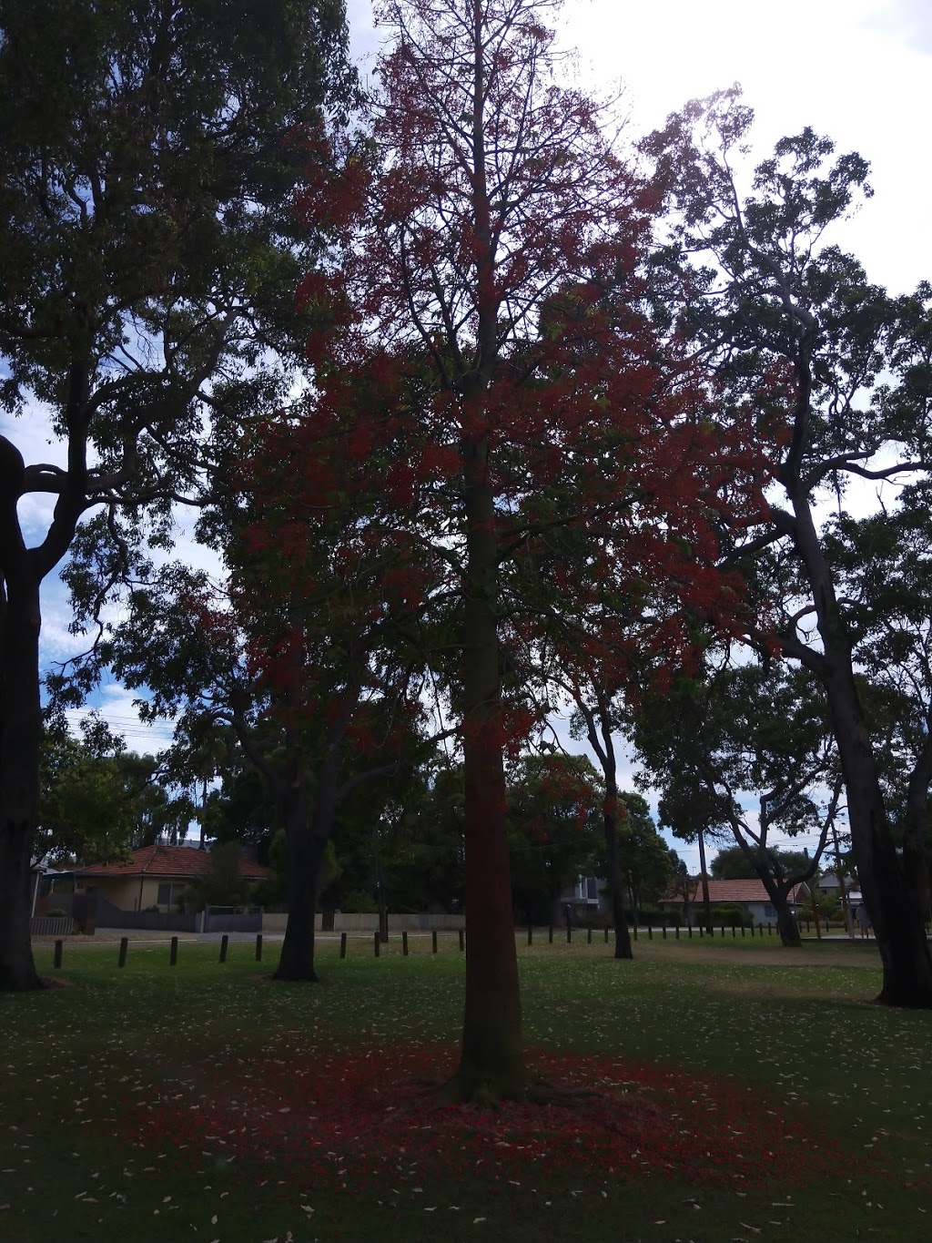 Birralee Reserve | Bates Rd, Innaloo WA 6018, Australia