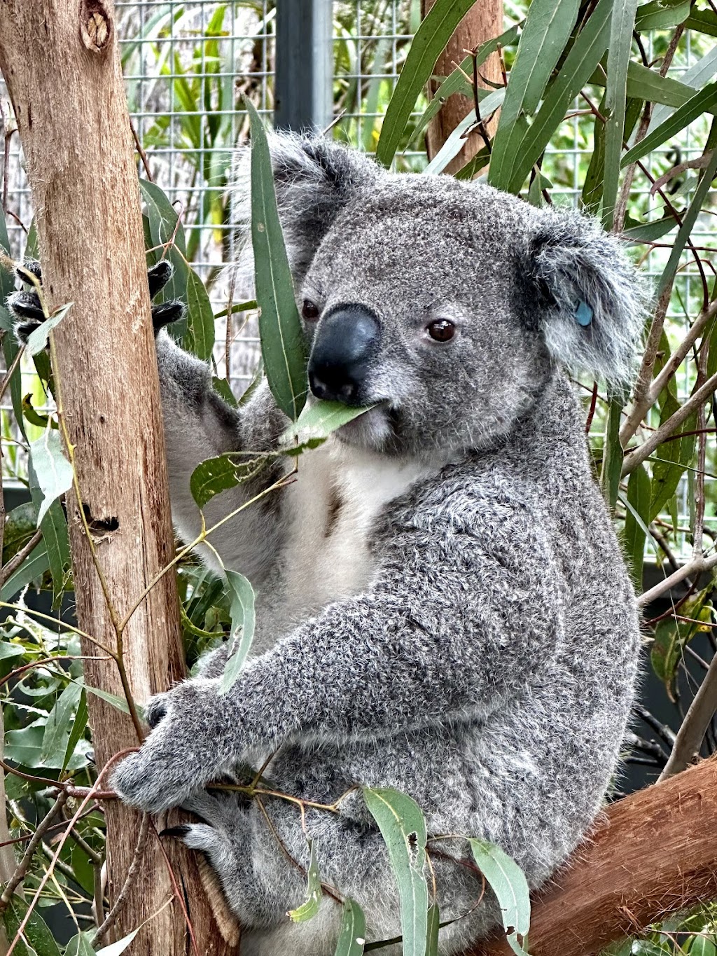 Via Travel Australia | Autopia Tours | East Coast Comfort Tours | 21 Warwiba Rd, Old Bar NSW 2430, Australia | Phone: (02) 7229 1083