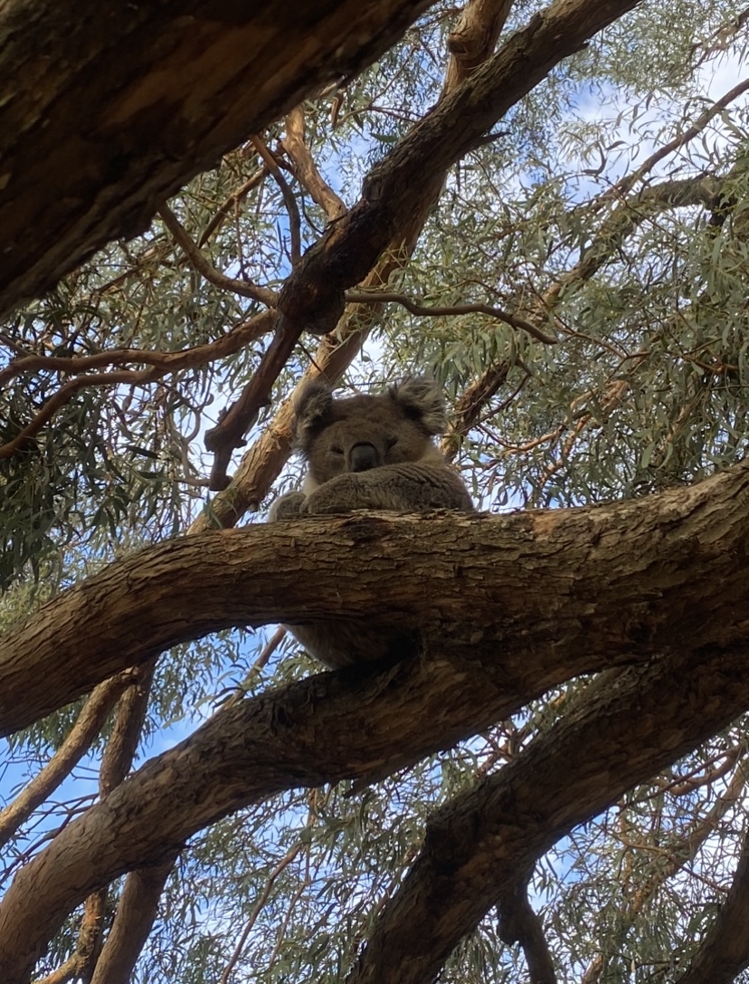 Escarpment Tree Care | 56 Lower Coast Rd, Stanwell Park NSW 2508, Australia | Phone: 0466 804 243