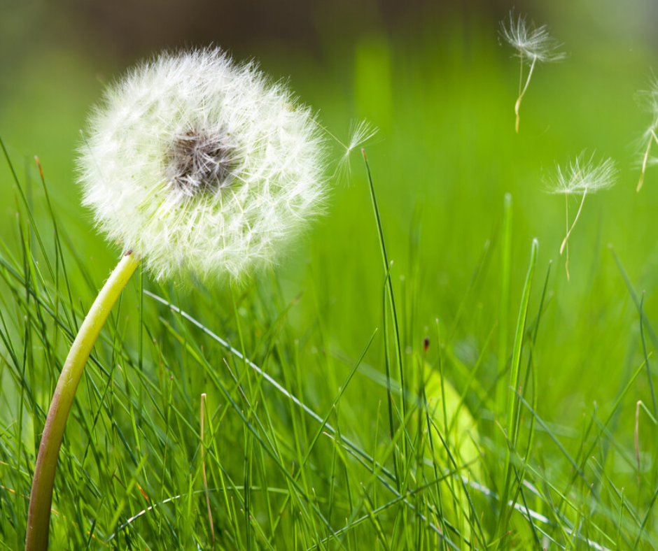 Tranquility Bowen Therapy | Kirkston Pl, Pine Mountain QLD 4306, Australia | Phone: 0409 059 857