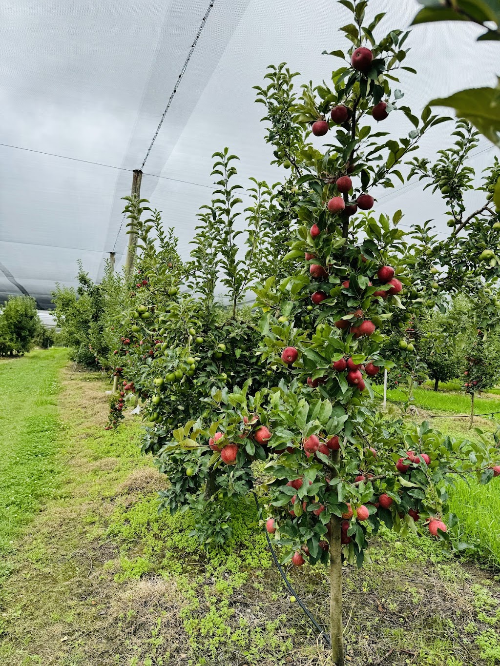 Cocos Orchard | 25742 New England Hwy, Applethorpe QLD 4378, Australia | Phone: 0438 812 078