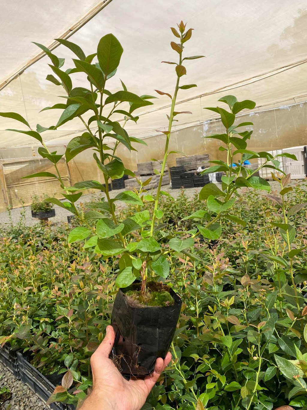 Earthbound Tasmania | 190 Gums Rd, Mountain River TAS 7109, Australia | Phone: 0413 194 708