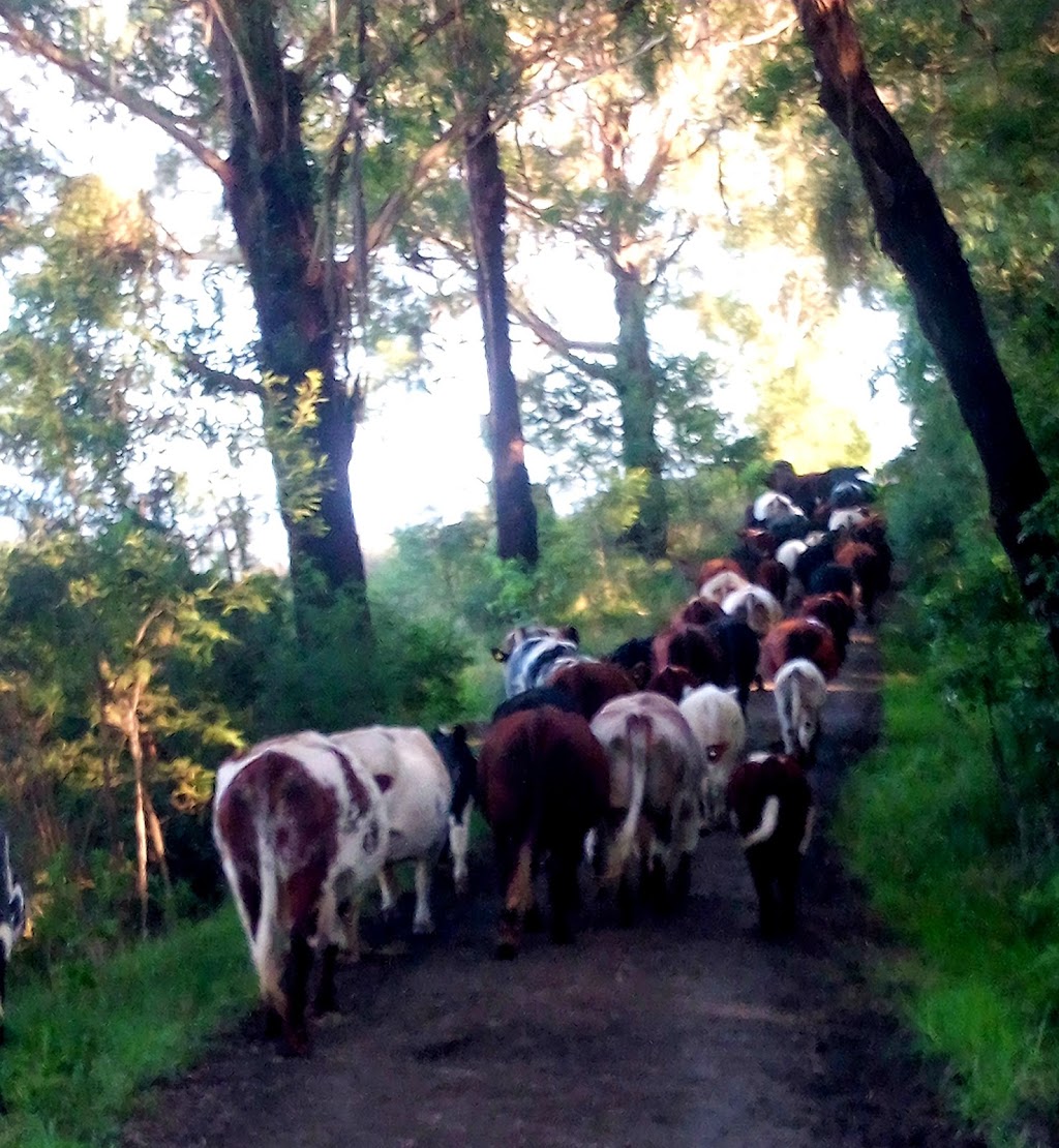 Wells Beef Shorthorn Stud | 132 Clarkes Rd, Greendale NSW 1116, Australia | Phone: 0408 022 225