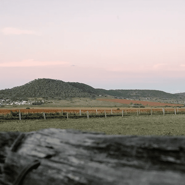 Gowrie Homestead | 62 Kingsthorpe Haden Rd, Kingsthorpe QLD 4400, Australia | Phone: 0407 374 151