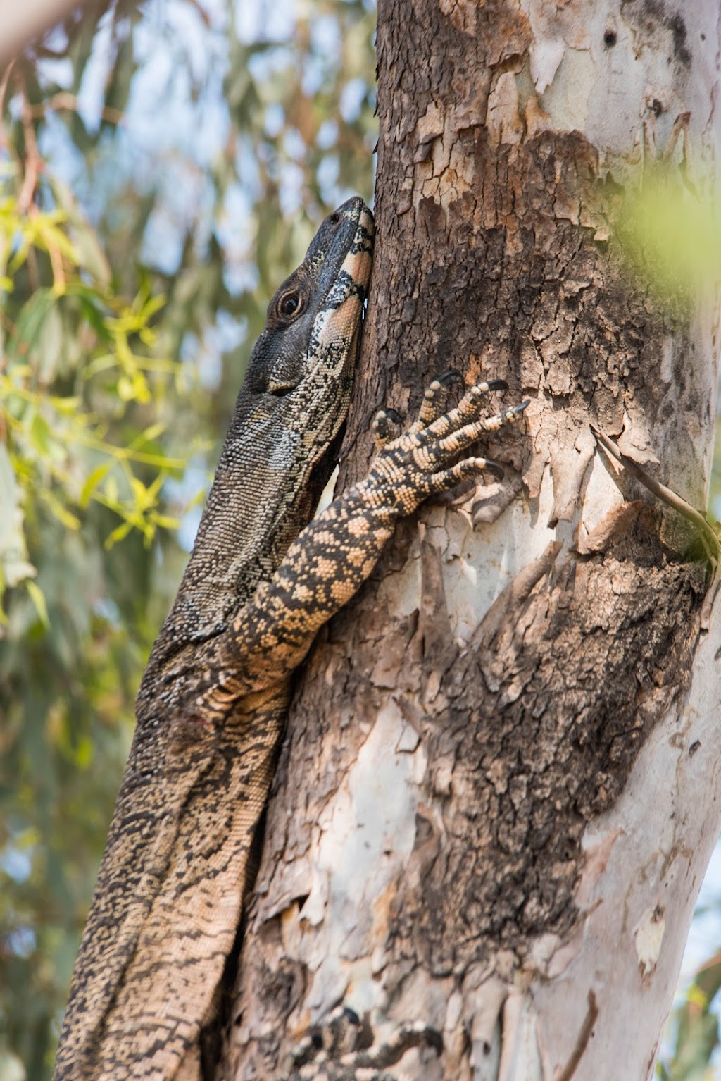 Birds Eye View Publicity & Portraiture | Shermans Way, Lightning Ridge NSW 2834, Australia | Phone: 0416 759 010