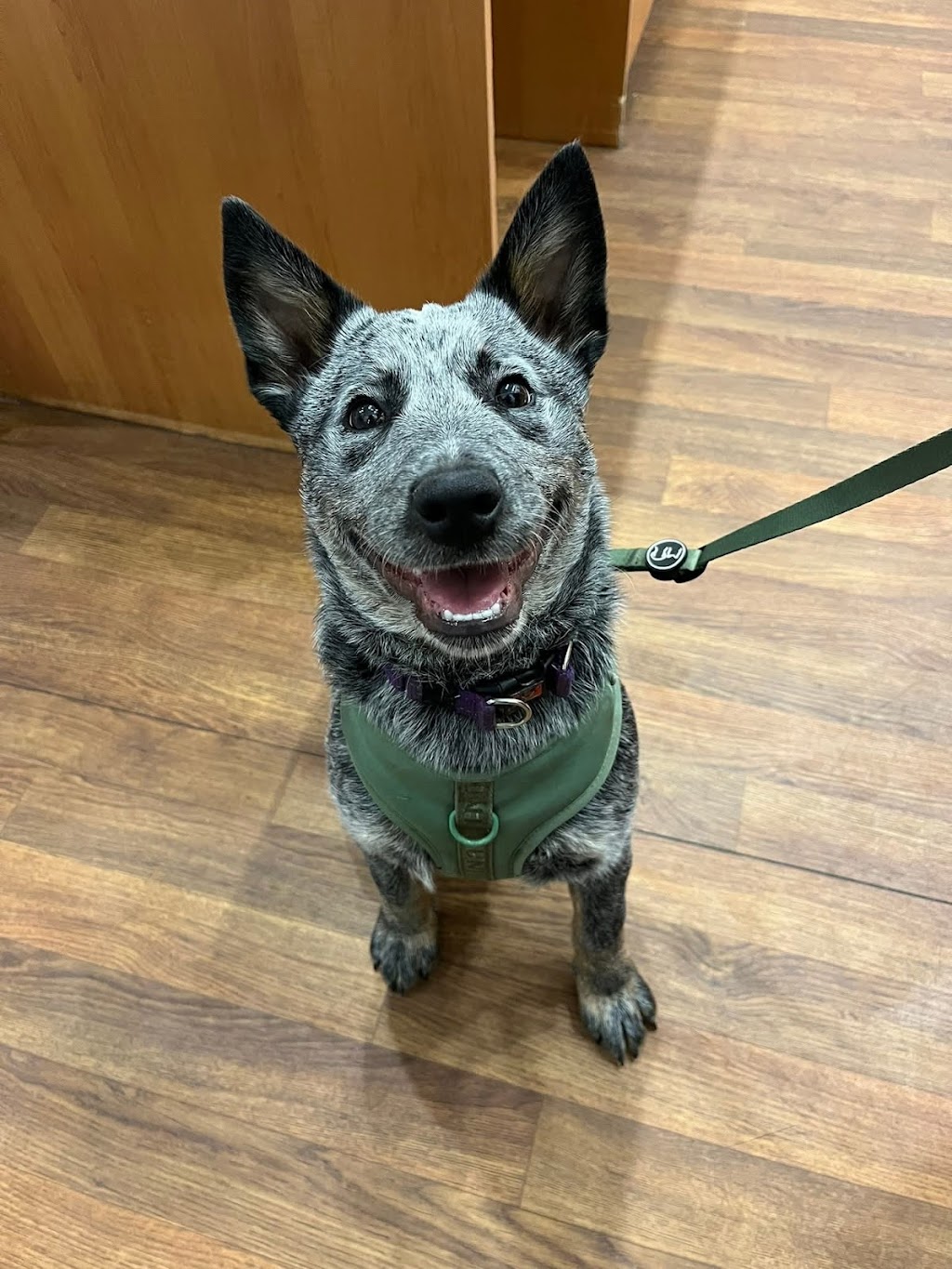 K-N9 Dog Training | 30 Bromhall Rd, Bundanoon NSW 2578, Australia | Phone: 0408 027 874