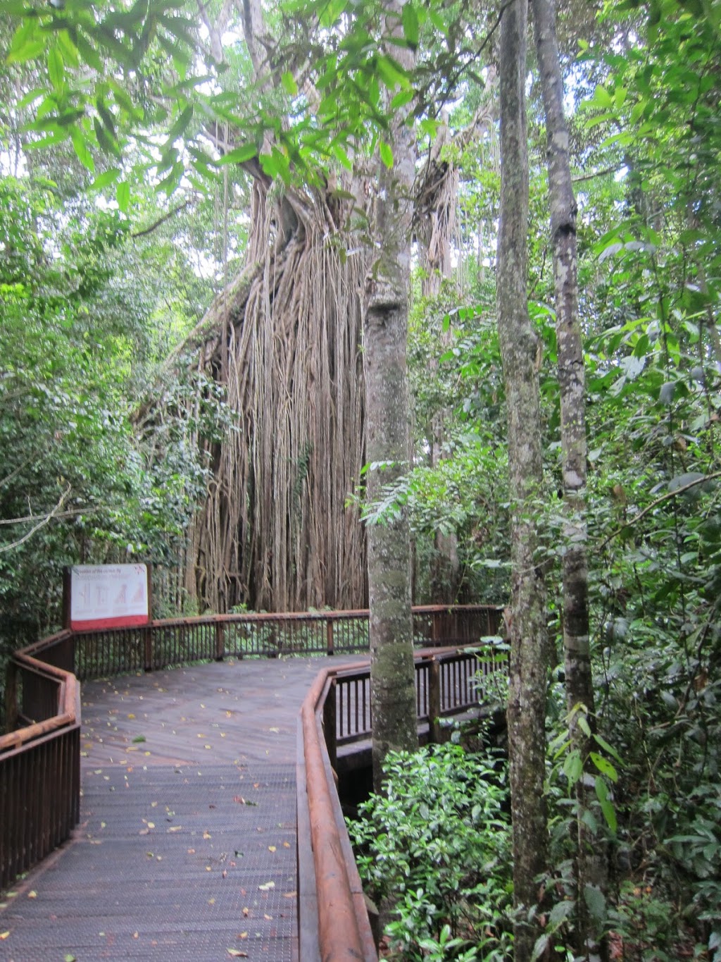 Curtain Fig National Park | park | East Barron QLD 4883, Australia | 0740914222 OR +61 7 4091 4222