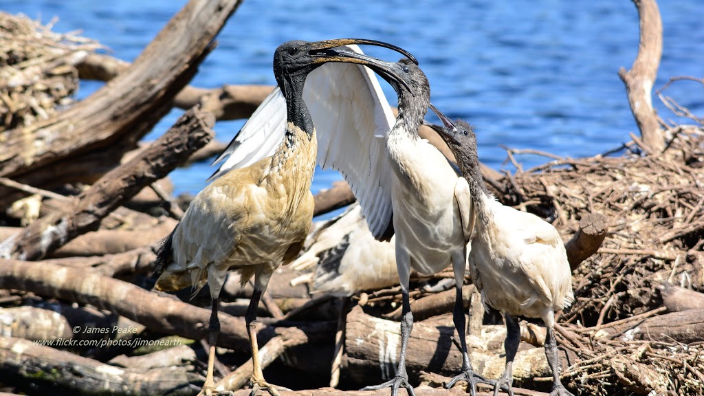 Coolart Wetlands Bird Hide | park | 66 Luxton Dr, Somers VIC 3927, Australia | 131963 OR +61 131963