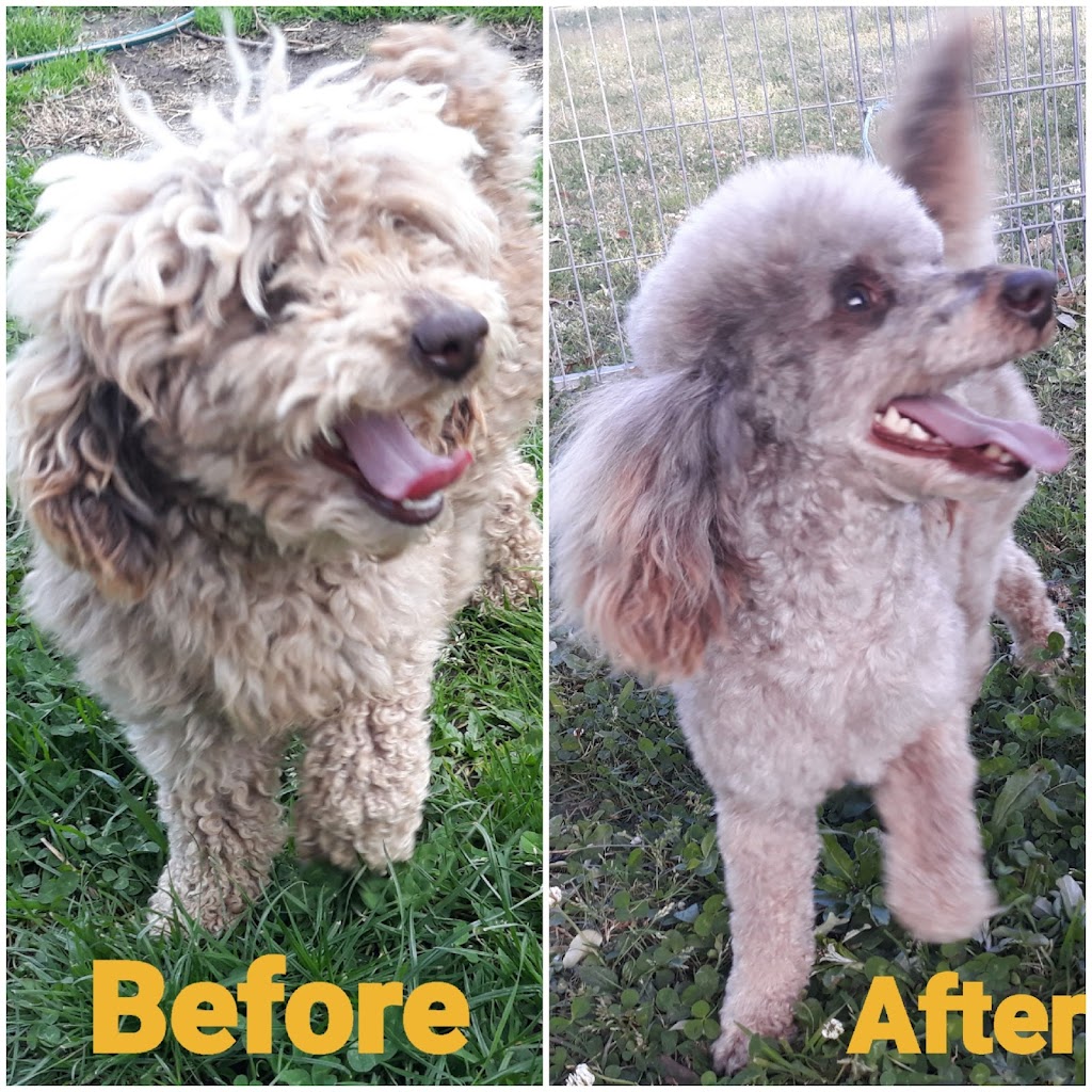 Top Dog Grooming Salon |  | 109 Mount View Rd, Yarrawonga NSW 2850, Australia | 0434139566 OR +61 434 139 566