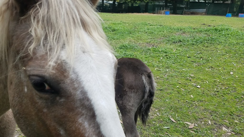 Mount Evelyn Pony Club | 176 Bailey Rd, Mount Evelyn VIC 3796, Australia | Phone: 0419 335 365