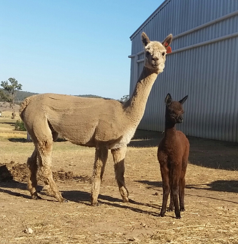 BreenBurn Alpacas | 71 Potts Rd, Taradale VIC 3447, Australia | Phone: 0412 903 288