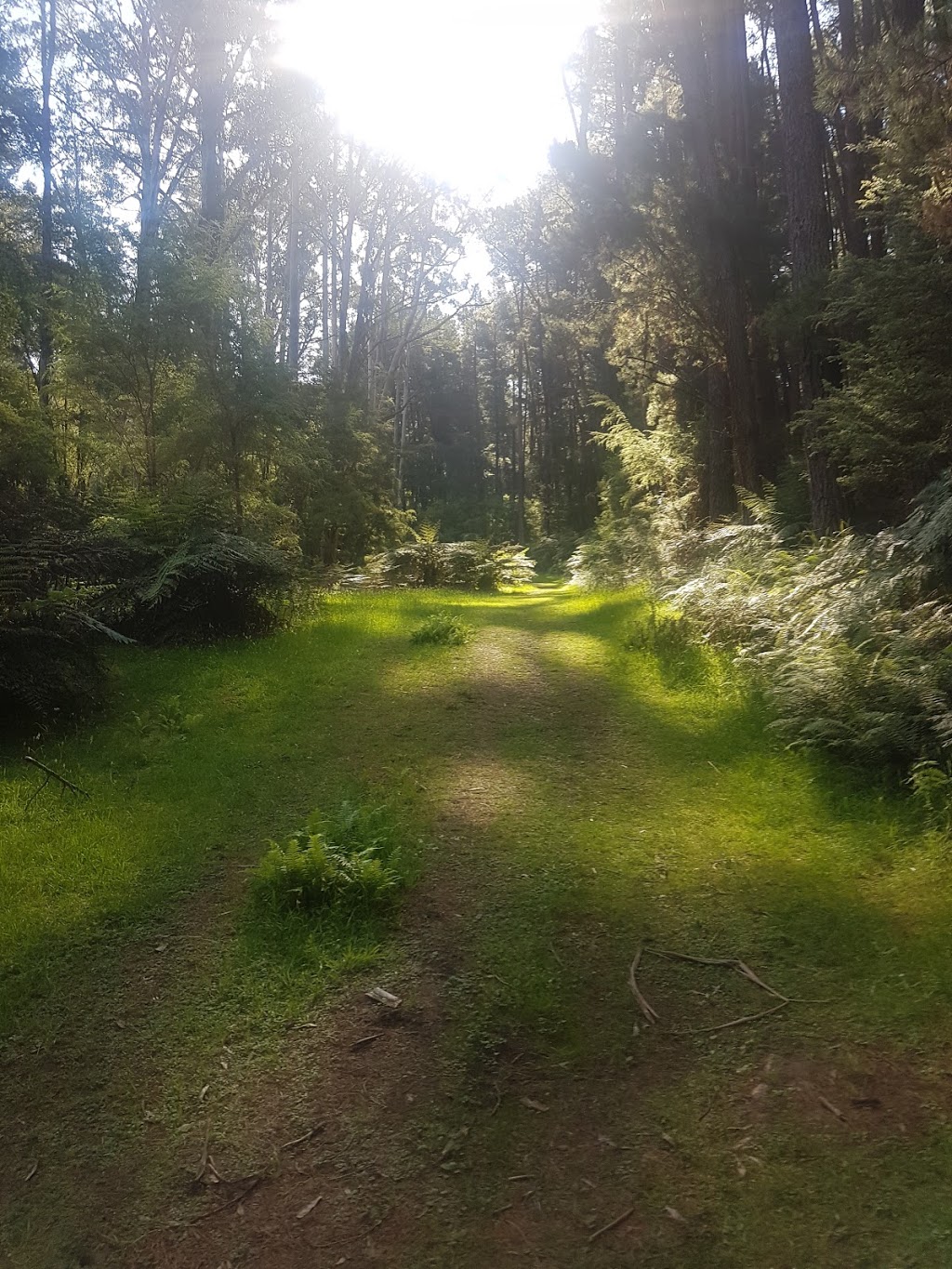 Redwood Forest | park | Cement Creek Rd, East Warburton VIC 3799, Australia | 0359669600 OR +61 3 5966 9600