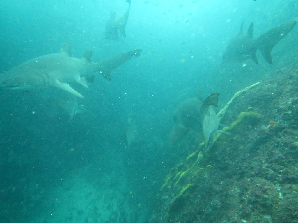 Blue Bay Divers | Brunswick Heads Boat Harbour, Old Pacific Highway, Brunswick Heads NSW 2483, Australia | Phone: 1800 858 155