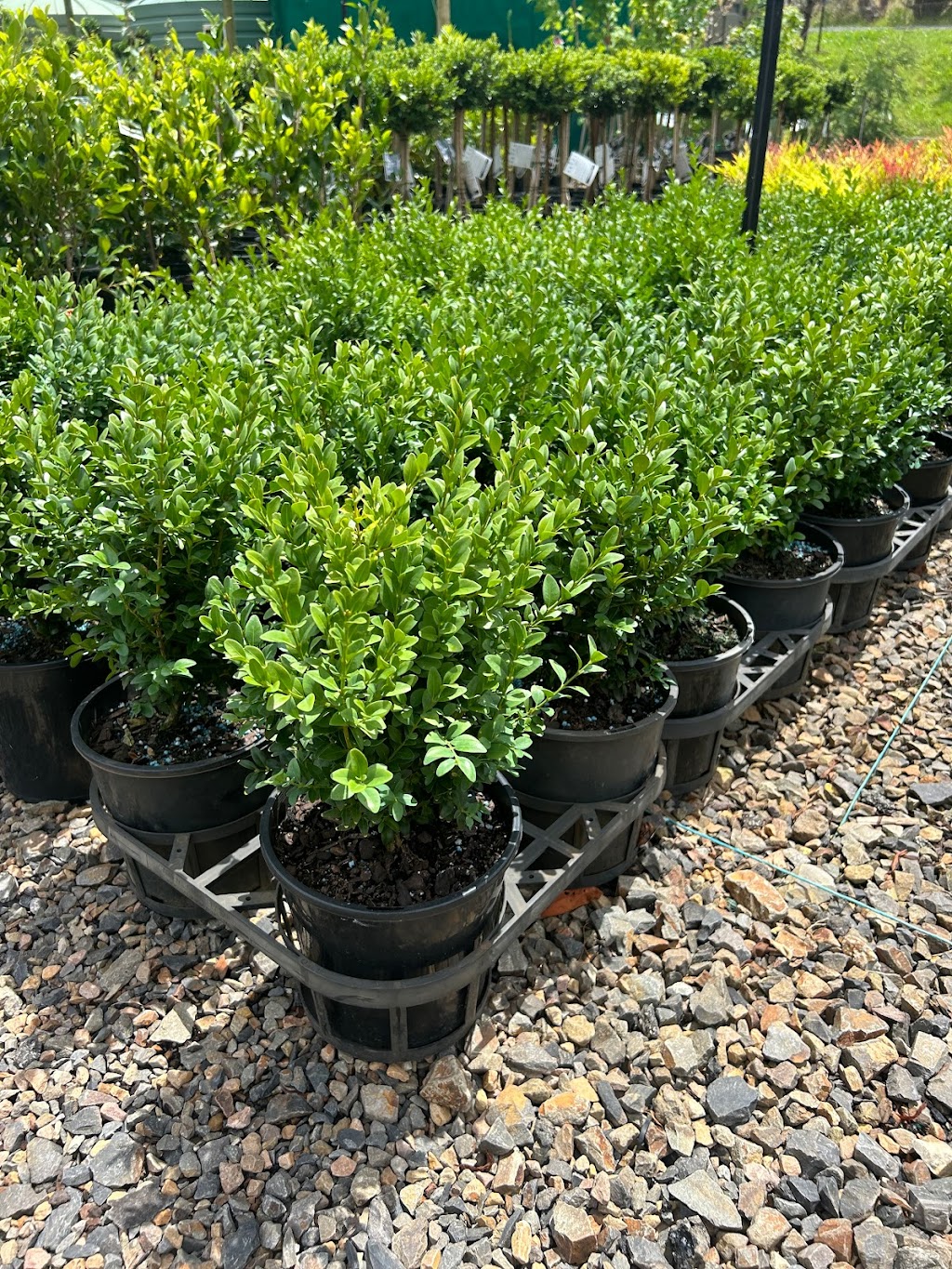 Garden queen plants sales | 14 Queensberry Ct, Hillside VIC 3037, Australia | Phone: 0470 622 773