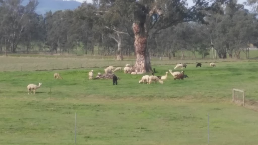 Moresby Farm Alpaca Stud | 5808 Melba Hwy, Yea VIC 3717, Australia | Phone: 0421 472 450
