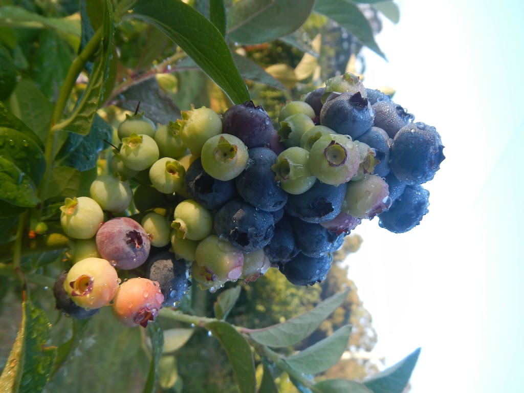 River Fossil Farm - Organically Grown Blueberries | 190 Cygnet Coast Rd, Petcheys Bay TAS 7112, Australia | Phone: 0434 959 279