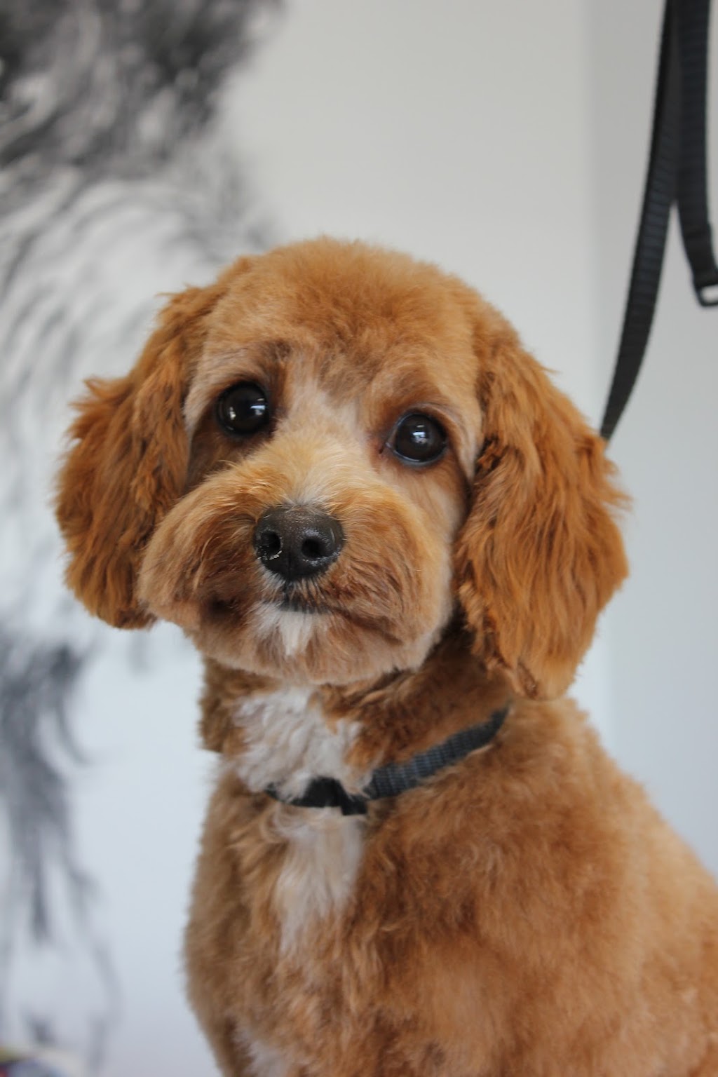 Dribble & Drool Dog Grooming | 13 Georgia Cl, Tooradin VIC 3980, Australia | Phone: 0447 821 234