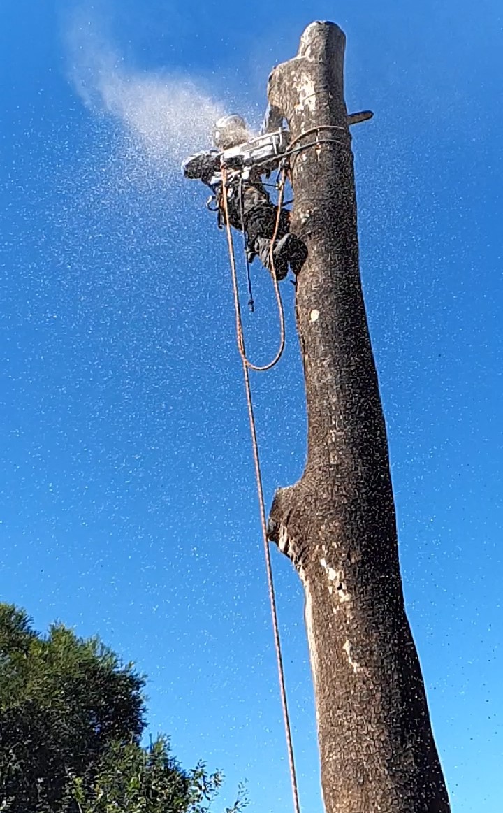 Arborists By Nature | 73 Alma St, Malvern East VIC 3145, Australia | Phone: (03) 7022 6831