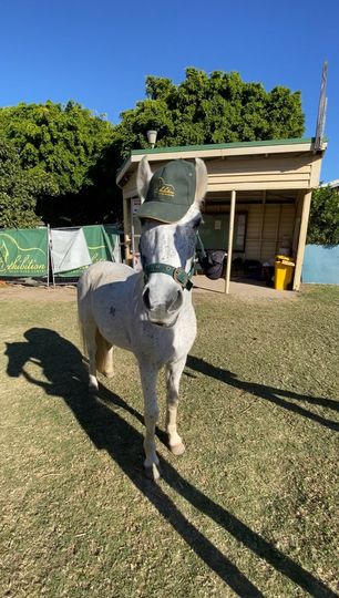 Exhibition Equestrian Centre | 461 Rosewood Laidley Rd, Lanefield QLD 4340, Australia | Phone: 0481 725 789