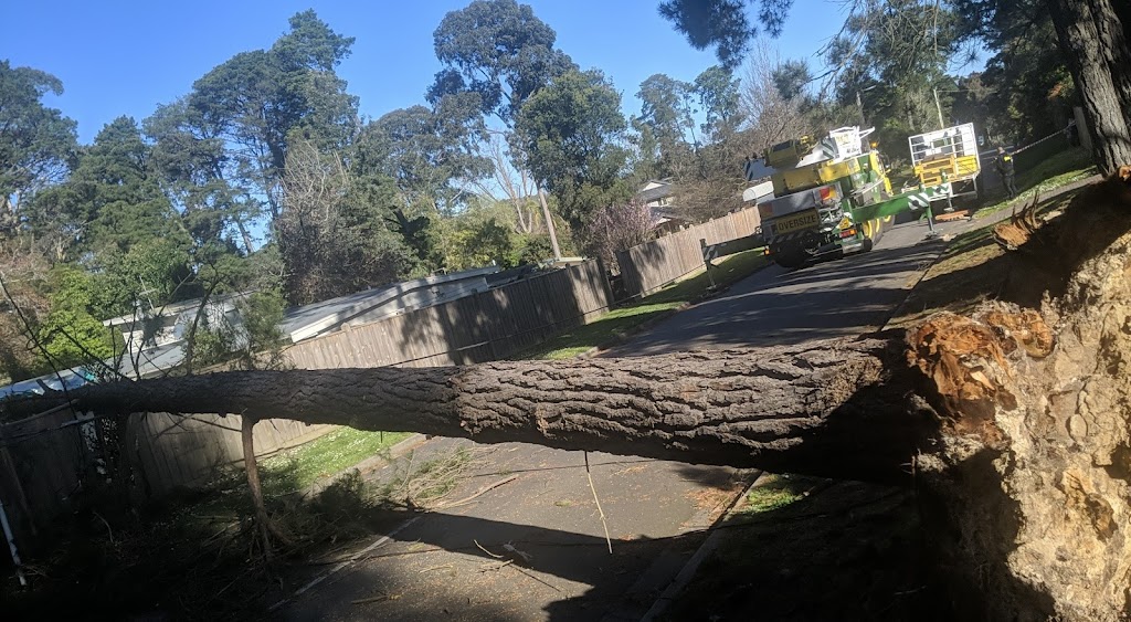 MC Tree services | Plenty Rd, Mill Park VIC 3082, Australia | Phone: 0488 660 715