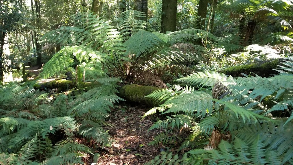 Cathedral of Ferns | Mount Irvine Rd, Mount Wilson NSW 2786, Australia