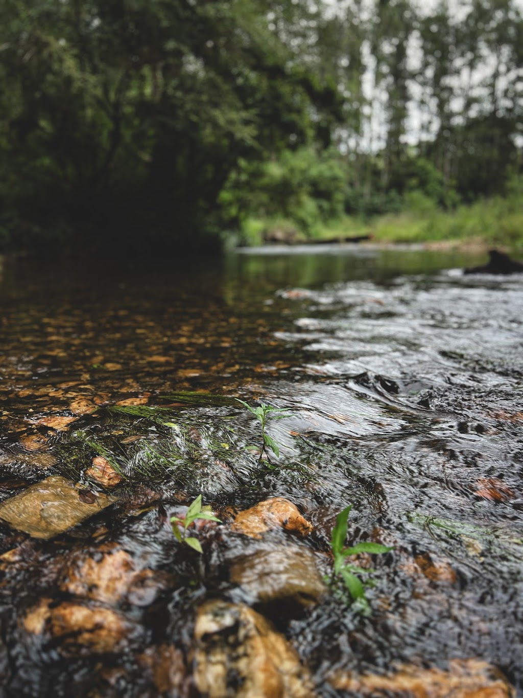 Rainbow Creek | 1257 Kalang Rd, Kalang NSW 2454, Australia | Phone: 0481 258 458