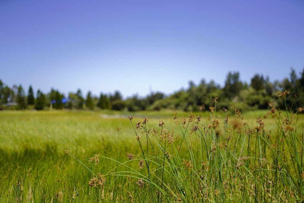 Sanctuary Drive Reserve | Mawson Lakes SA 5095, Australia