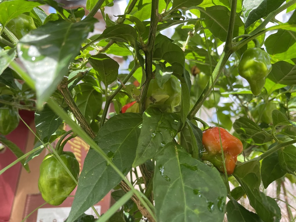 Gourmet Grub by Nettie | 663 Brisbane Valley Highway, Wanora QLD 4306, Australia | Phone: 0487 192 764