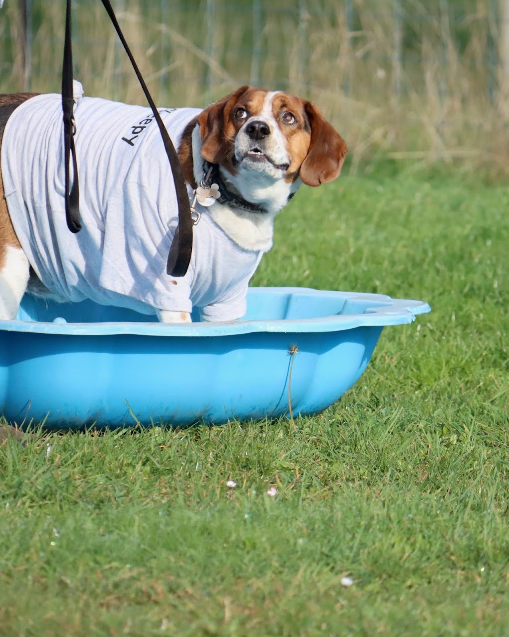 Flying Paws Dog Training | Gawler Rd, Ulverstone TAS 7315, Australia | Phone: 0429 372 414