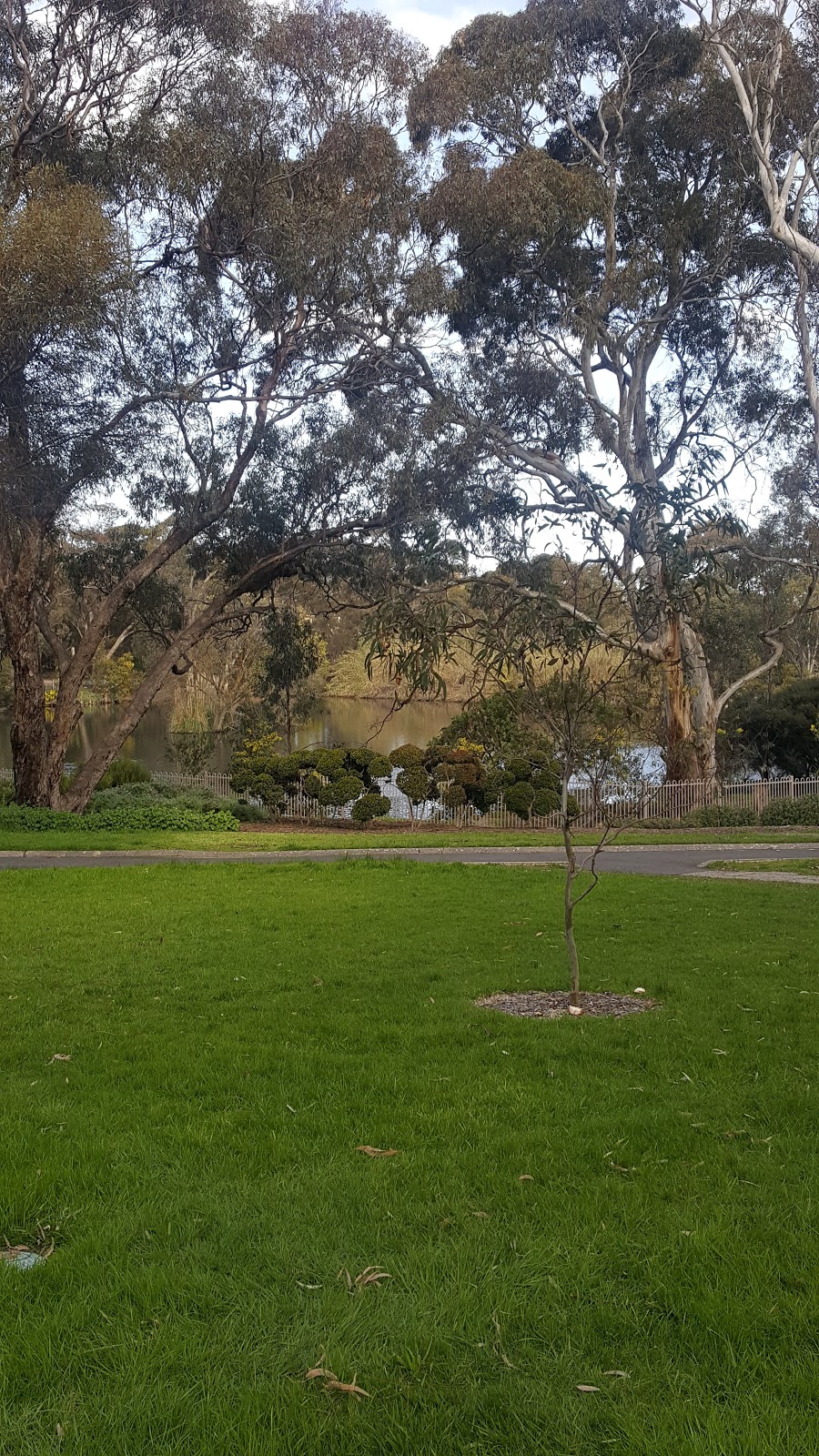 Wittunga Botanic Garden | park | Shepherds Hill Rd, Blackwood SA 5051, Australia | 0882229311 OR +61 8 8222 9311
