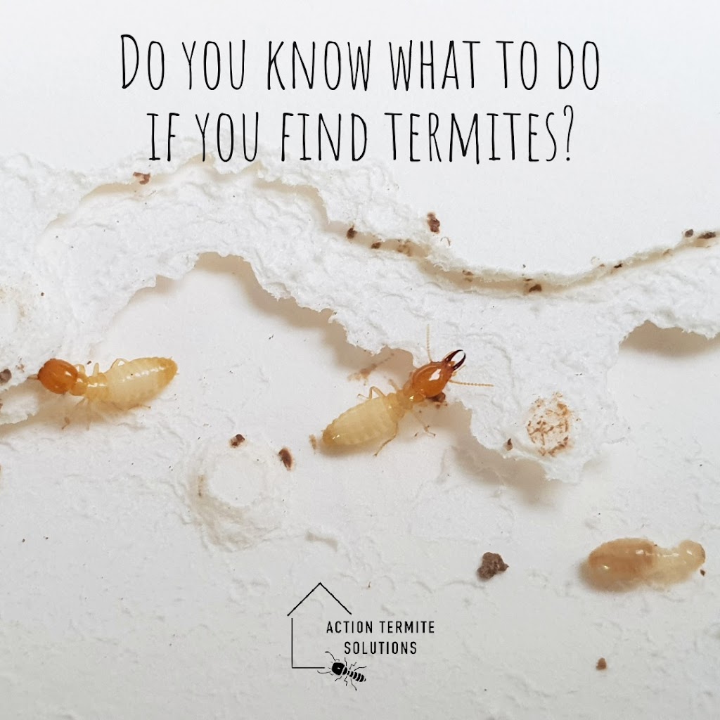 Action Termite Solutions | 317 Glenview Rd, Glenview QLD 4553, Australia | Phone: 0488 287 987