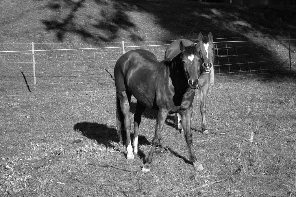 Horse Sit Stay | 8 McIntyre Rd, Yarragon VIC 3823, Australia | Phone: 0438 594 285