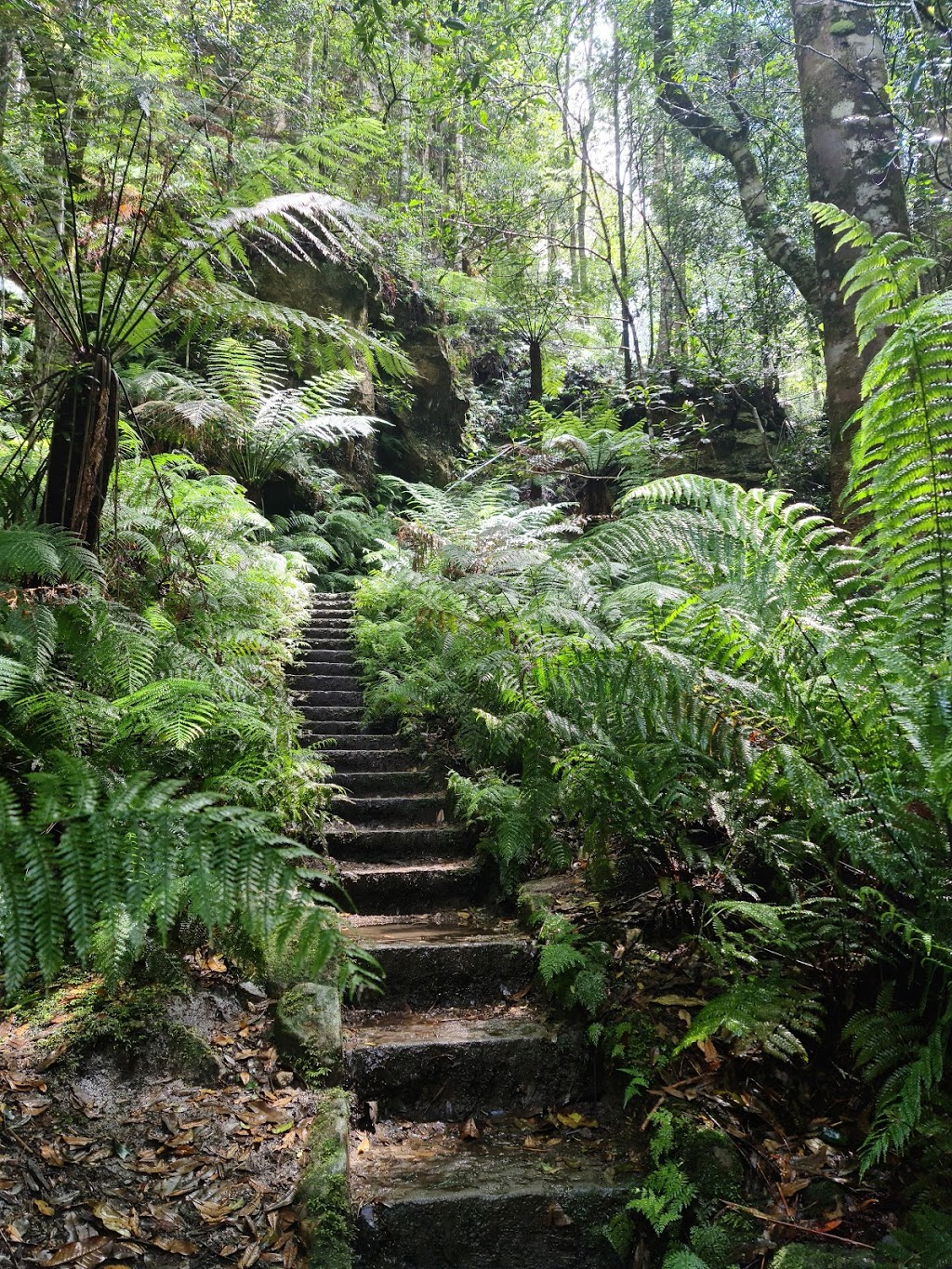 Grand Canyon Walking Track | Blue Mountains National Park, Evans Lookout Rd, Blackheath NSW 2785, Australia | Phone: (02) 4787 8877