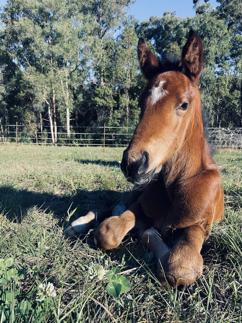 Lanitza Stud & Spelling | 775 Parker Rd, Lanitza NSW 2460, Australia | Phone: 0416 785 083
