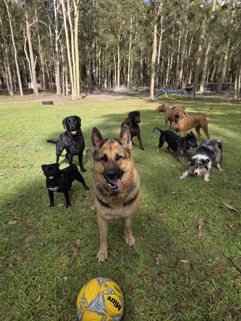 20 lucky dogs | Woods Rd, Jilliby NSW 2259, Australia | Phone: 0432 913 733