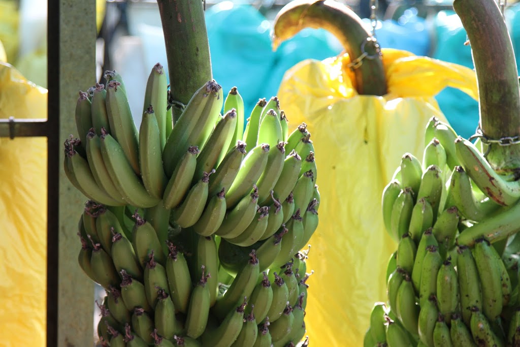 Australian Banana Company | 101 Upper Daradgee Rd, Upper Daradgee QLD 4860, Australia | Phone: (07) 4232 6500