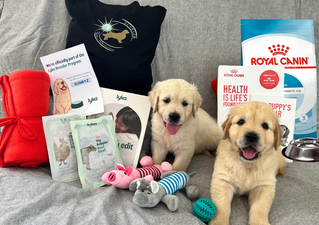 Sunryz Golden Retrievers | Quorrobolong Rd, Cessnock NSW 2325, Australia | Phone: 0404 076 810