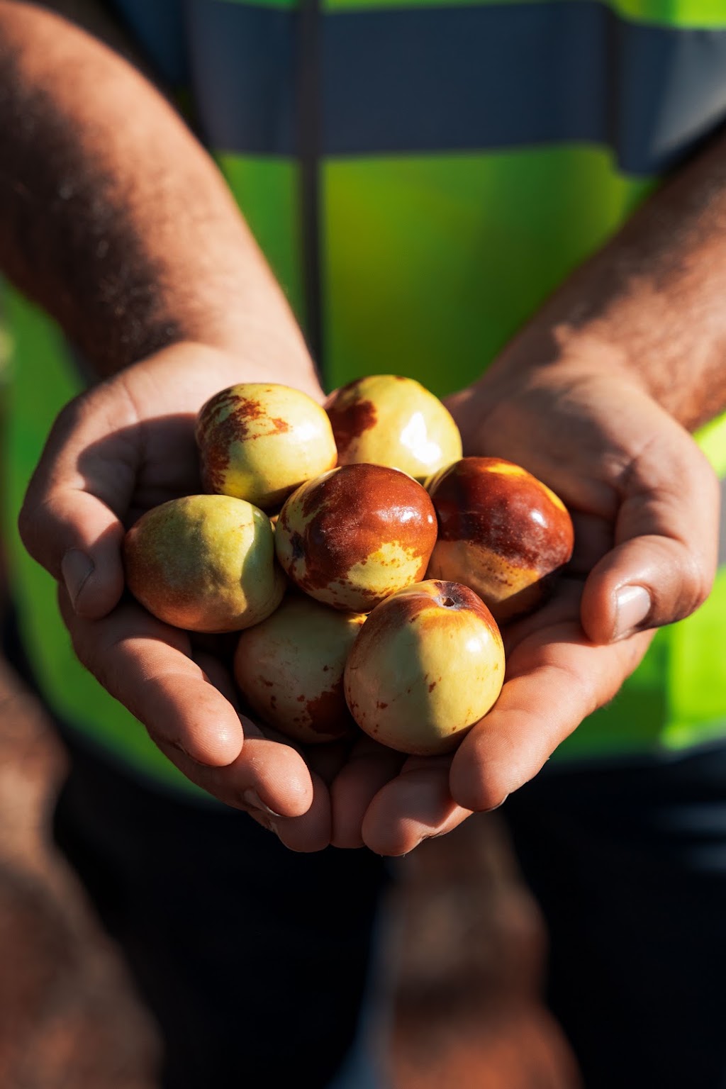 Royal Jujube | Lakes Rd, Lake Wyangan NSW 2680, Australia | Phone: 0474 731 504