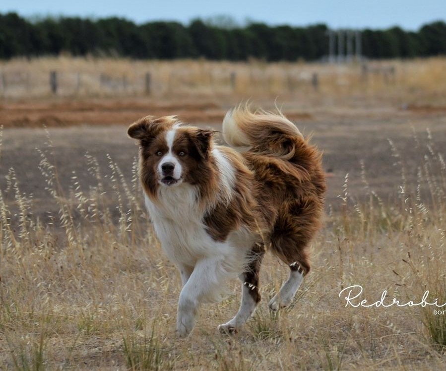 Redrobiena Border Collies | Rochester road, Rochester VIC 3561, Australia | Phone: 0418 807 158