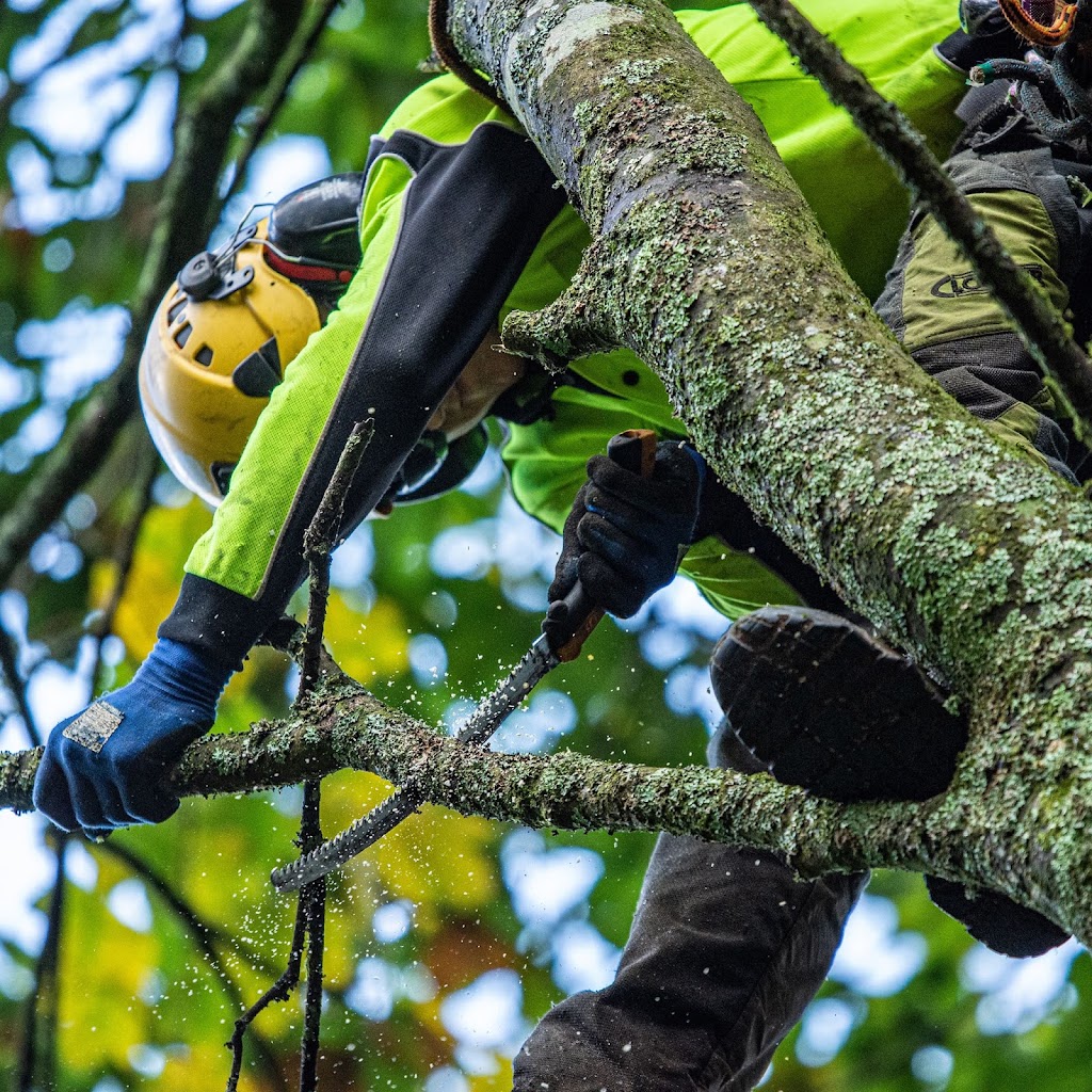 Superb Tree Care | 57 Kilvington Dr, Emerald VIC 3782, Australia | Phone: (03) 9804 7369