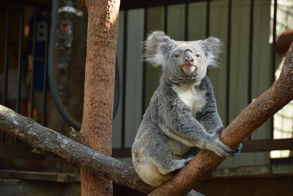 Daisy Hill Koala Centre | Regional Park, 253 Daisy Hill Rd, Daisy Hill QLD 4127, Australia | Phone: (07) 3078 3101