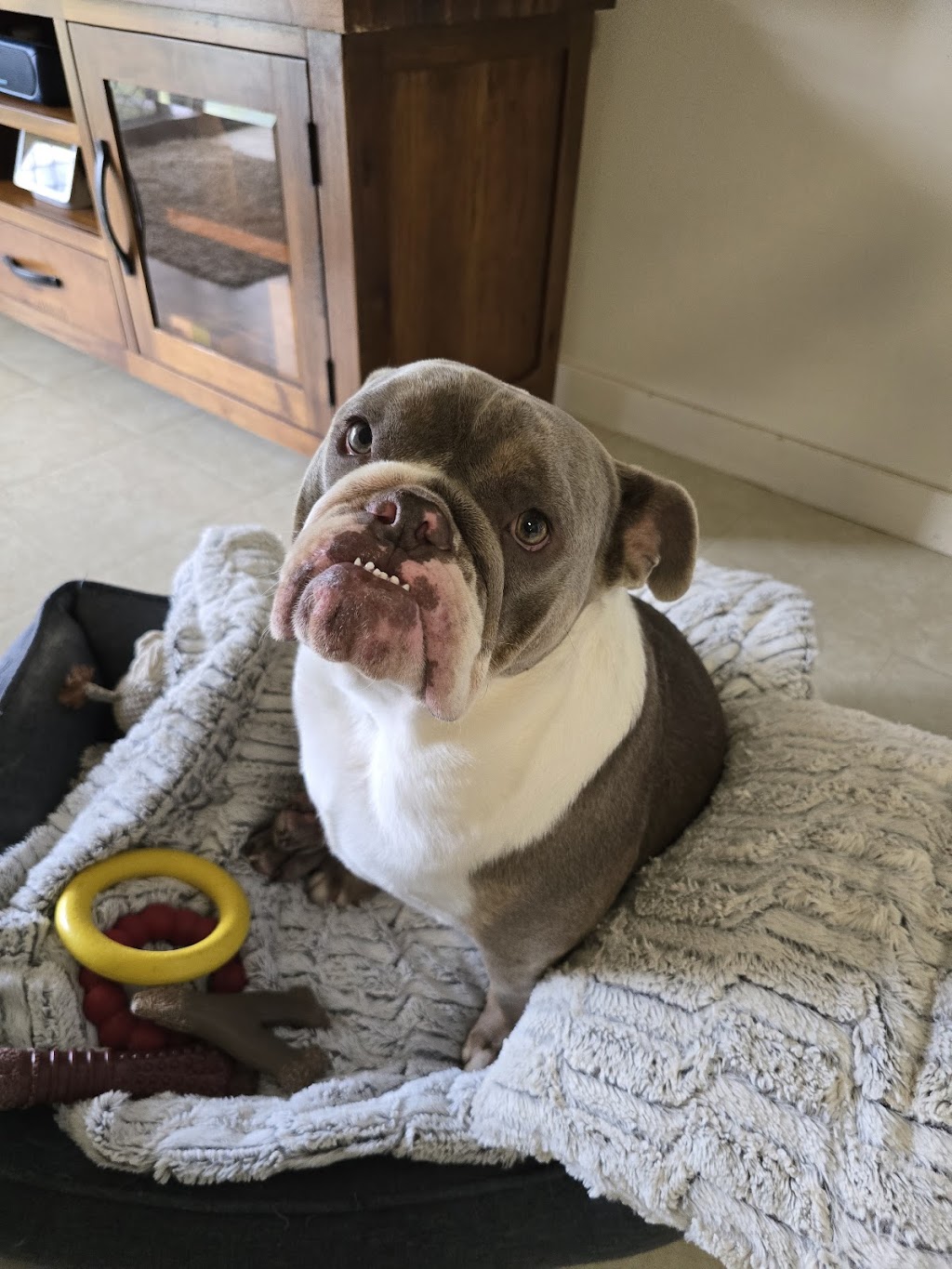 Plainland Golden Lor | 8 Echidna Pl, Plainland QLD 4341, Australia | Phone: (07) 5465 6467