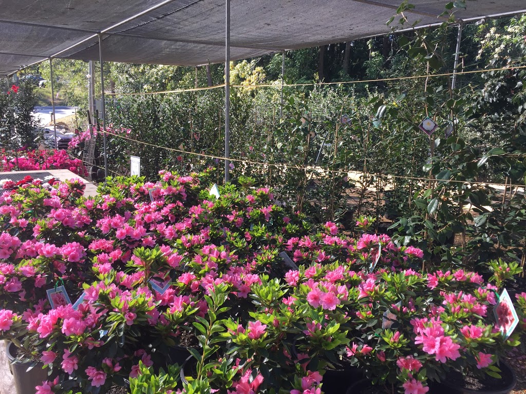 Camellia Grove Nursery |  | 8 Cattai Ridge Rd, Glenorie NSW 2157, Australia | 0296521200 OR +61 2 9652 1200