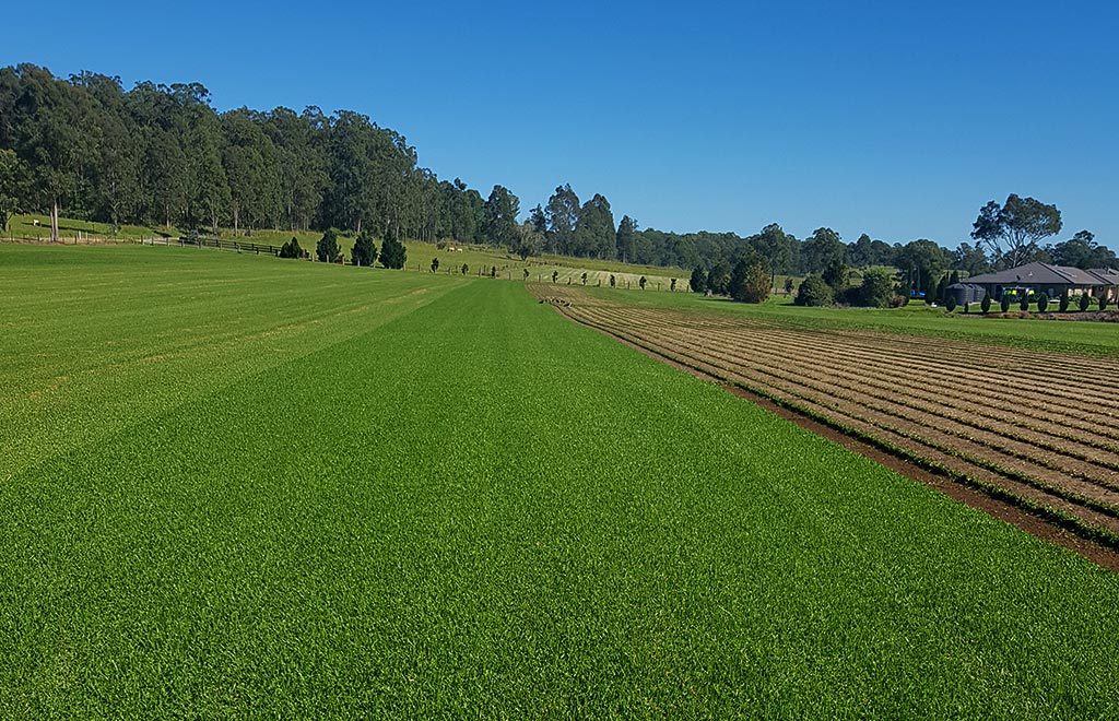 Agland Turf | 520 Dargavilles Rd, Nabiac NSW 2312, Australia | Phone: (02) 6550 2126