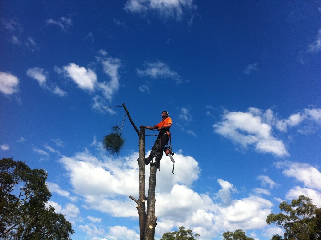 Argonauts Tree Service | Lake Rd, Tuggerah NSW 2259, Australia | Phone: (02) 4355 4555