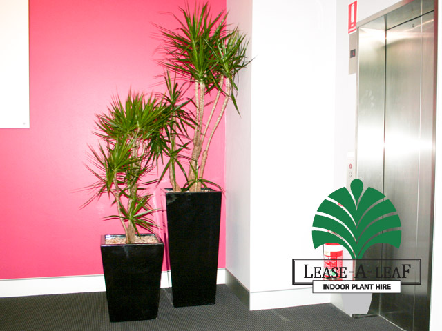 Lease-A-Leaf | 4 Larool Rd, Terrey Hills NSW 2084, Australia | Phone: (02) 9486 3160