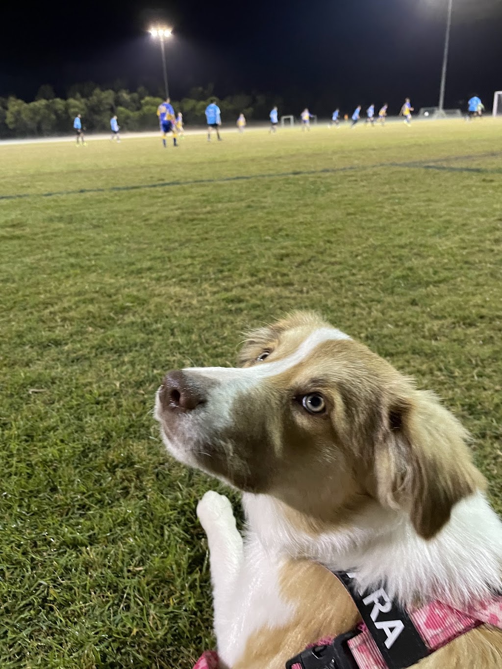 Quinn Dog Training | Flinders St, Redbank Plains QLD 4301, Australia | Phone: 0477 504 926