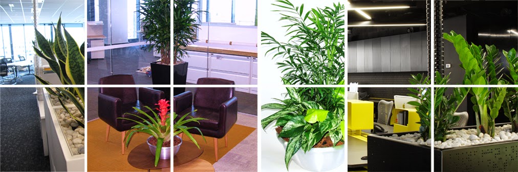 Trans-Plant Indoor Garden Hire | 321A King Ave, Durack QLD 4077, Australia | Phone: (07) 3879 2735