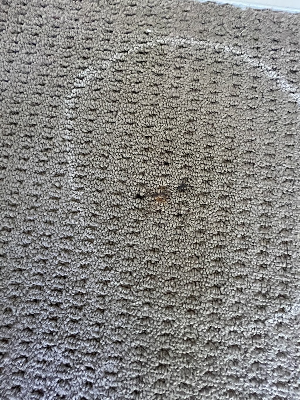 Wow Clean Carpets | Warehouse 7/12 kadak Pl, Breakwater VIC 3219, Australia | Phone: 0418 120 387