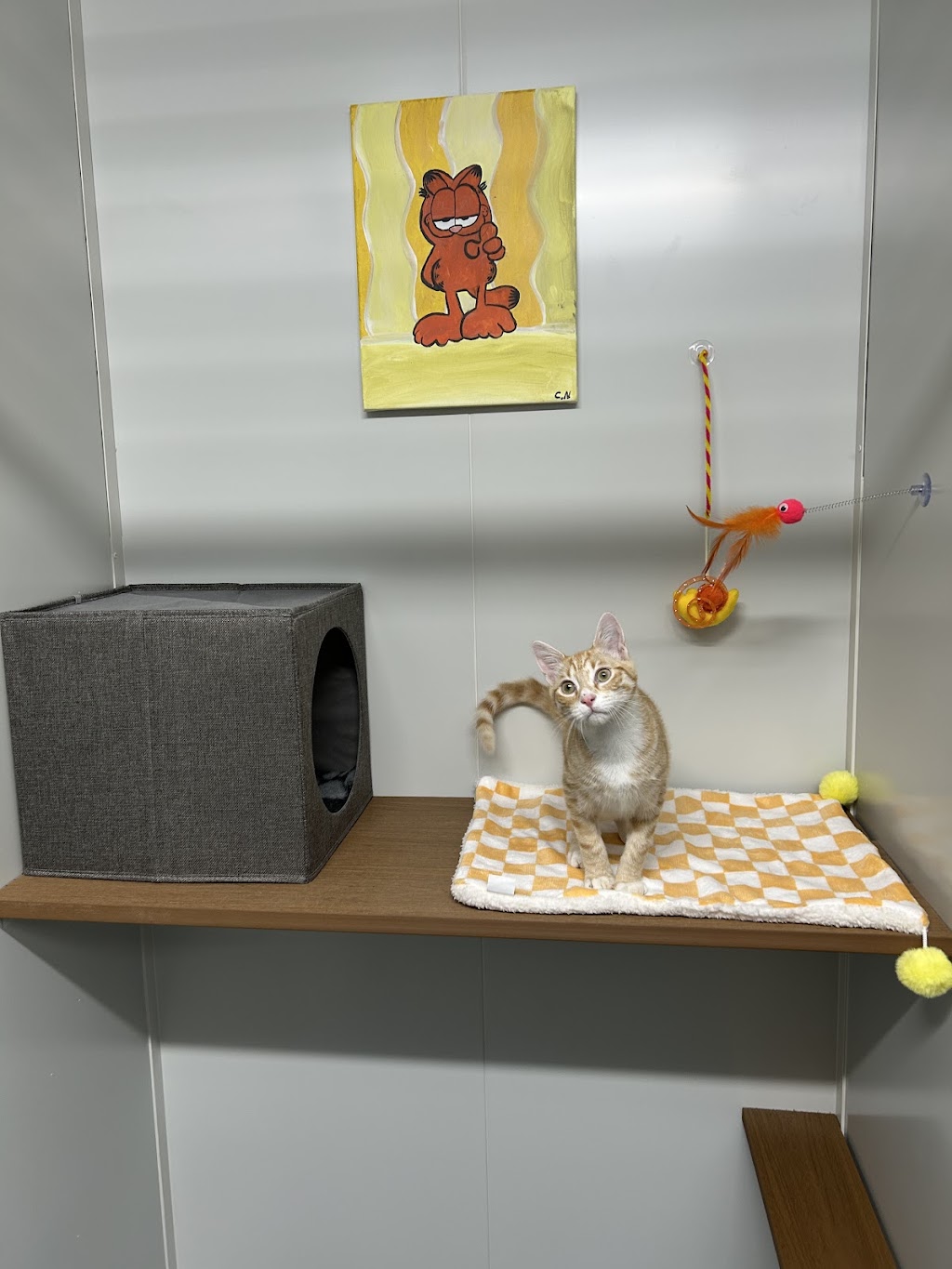 Cardinia Cattery | 200 Bladens Rd, Koo Wee Rup VIC 3981, Australia | Phone: 0499 453 847